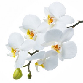 Стол обеденный Танго белый/Орхидея в Новосибирске - katalogmebeli.com | фото 3